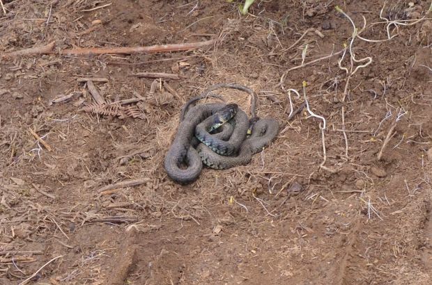 Grass snakes (Natrix natrix)