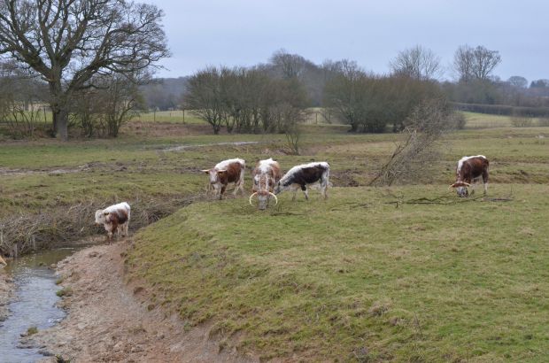Long-horned cattle drinking at the river