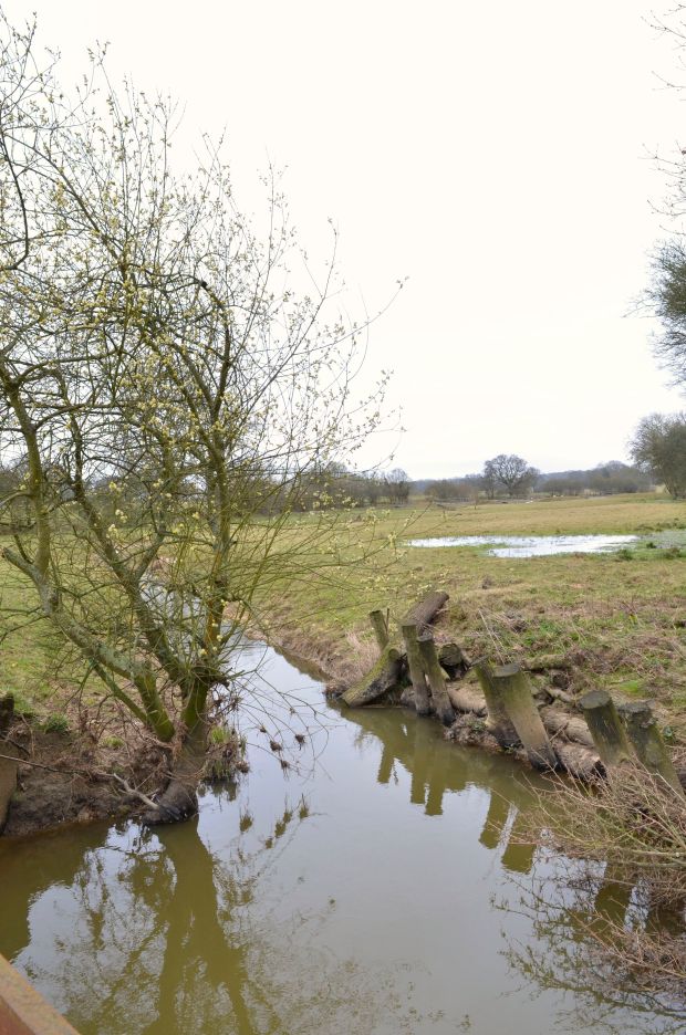 Wooden bank reinforcement (with sallow tree)