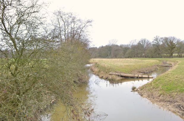 Tree trunk for flow management