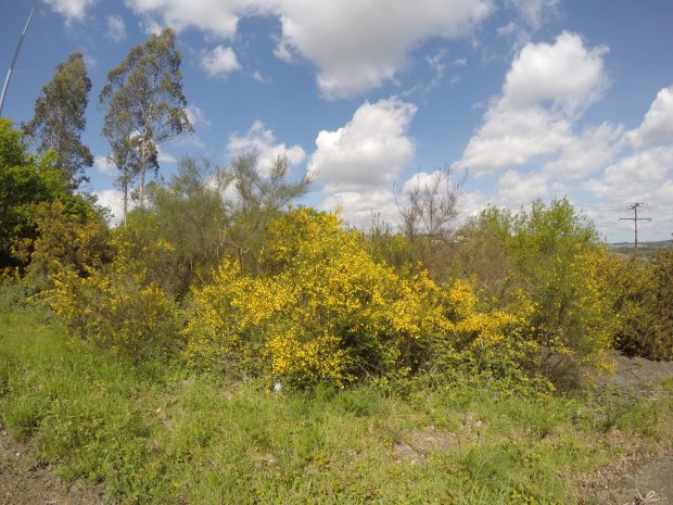 Gorse and broom