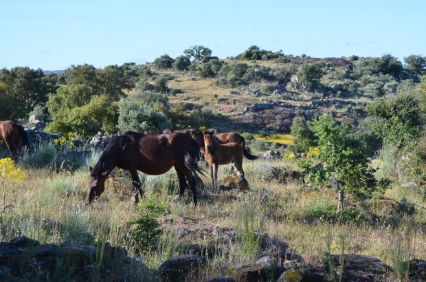Gerrano horses with foal