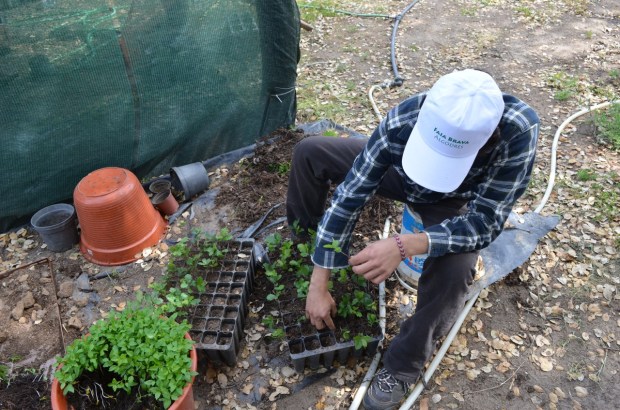 Transplanting cork oak seedlings