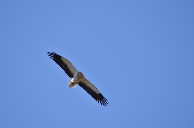Egyptian vulture