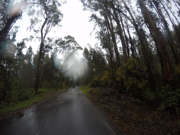 Lovely smelling forest. Still rainy though.