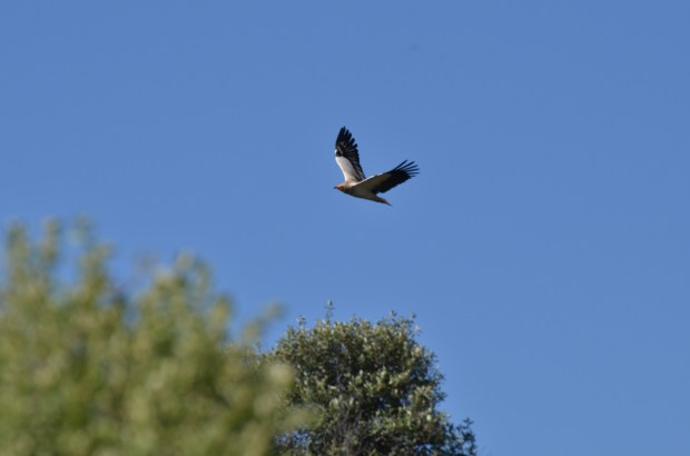 Egyptian vulture again