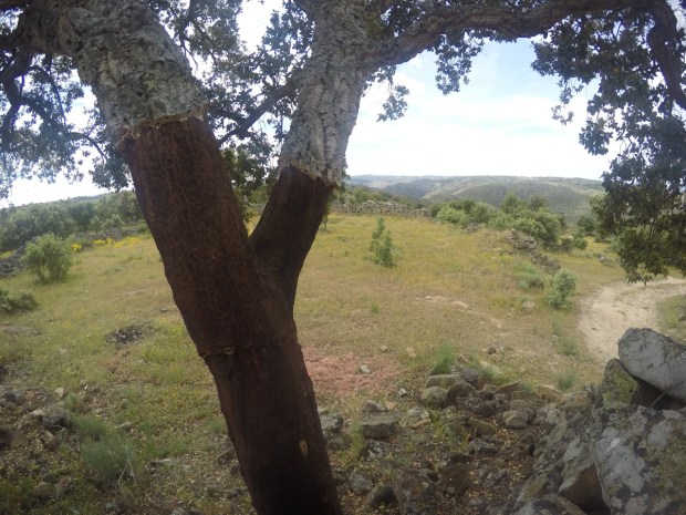 Cork oak with cork removed