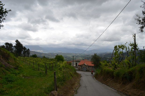 Vinyards and veggies