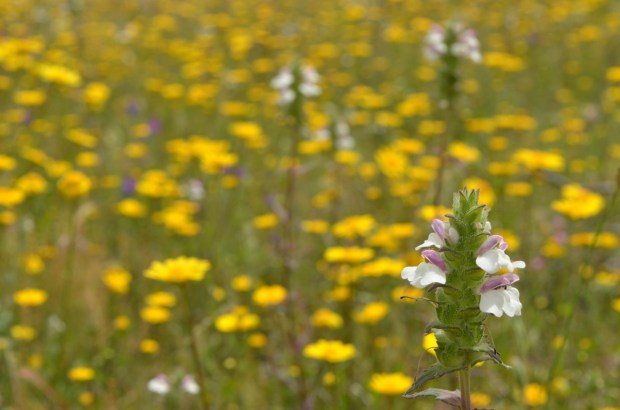 Assorted flowers (ok I don't know what they all are)