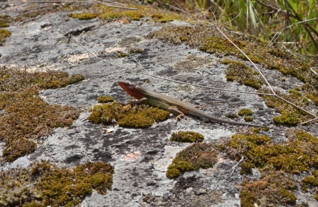 Psammodromus algirus