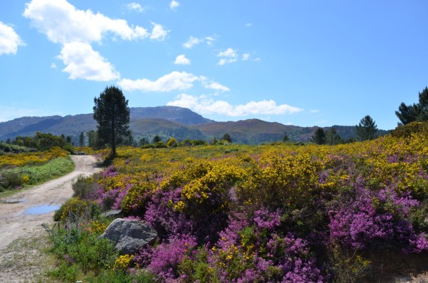 Rejected due to boars