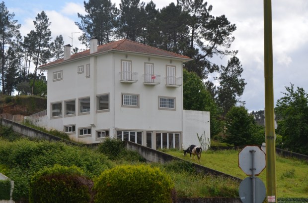 Garden cow. Why not?