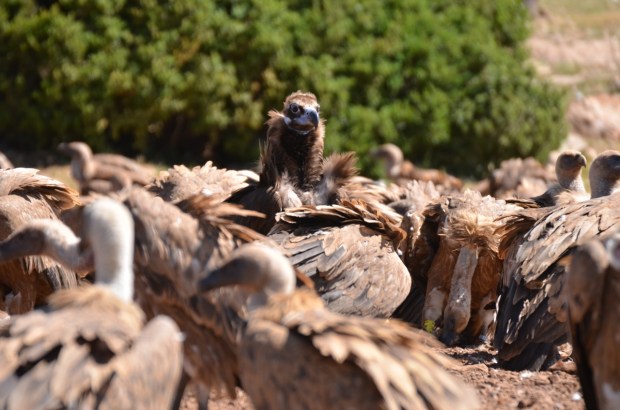 Black vulture among griffons