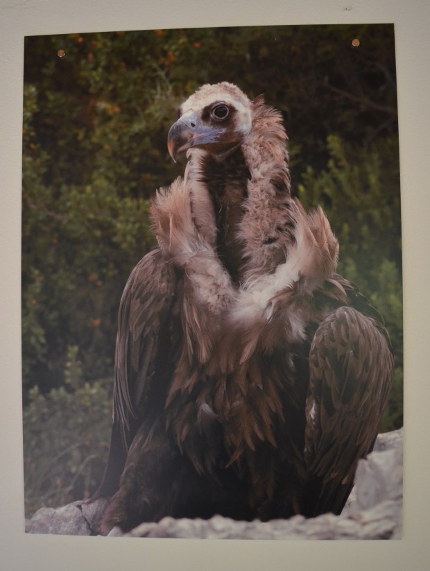 Black vulture - bone picker