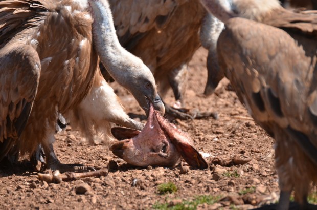 Tucking into some brains