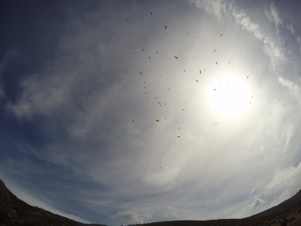 Waiting for breakfast