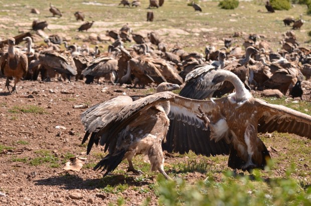 Fighting over the food