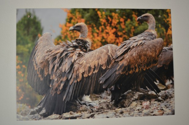 Griffon vulture - flesh eater