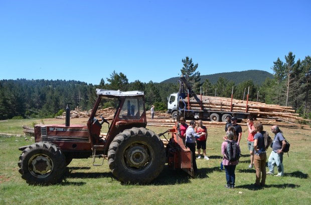 Learning about timber grades