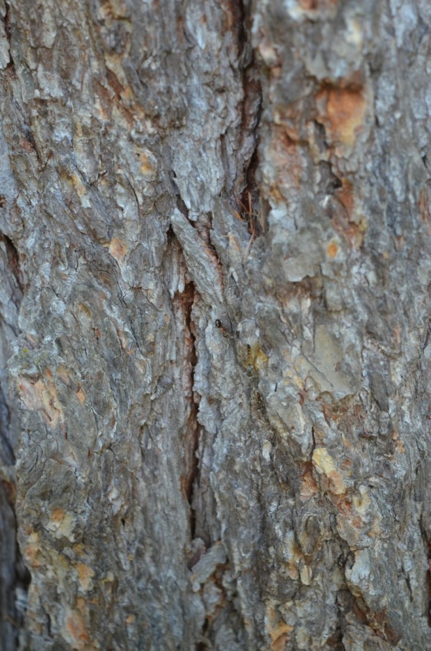 Ants are hard to see!