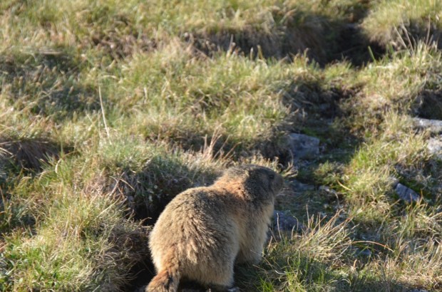 Marmot - not bothered