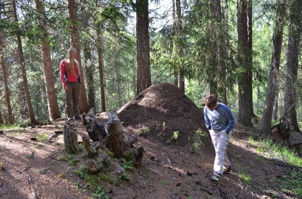 100 year old anthill