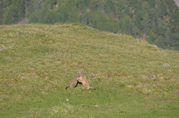 Fight! (or play, we don't know)