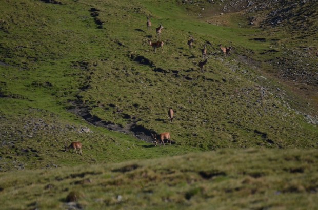 Red deer herd