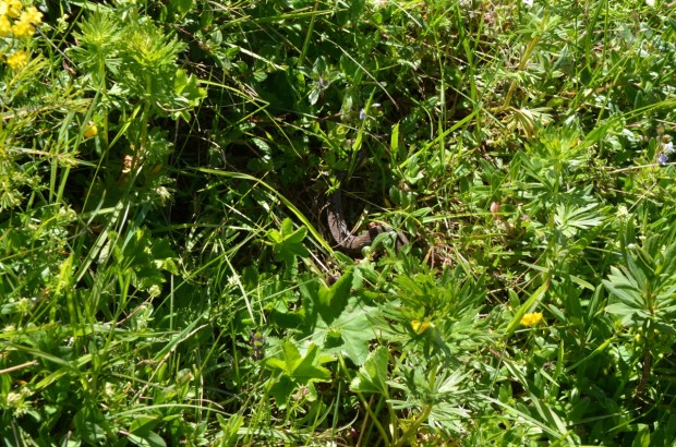 Glimpse of the common viper