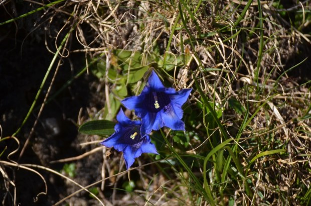 How many flowers are there??