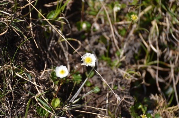 OK, that's all the flowers