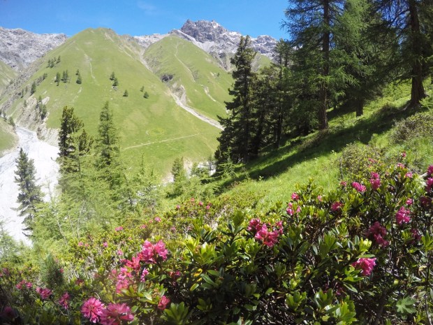 Alpine flowers