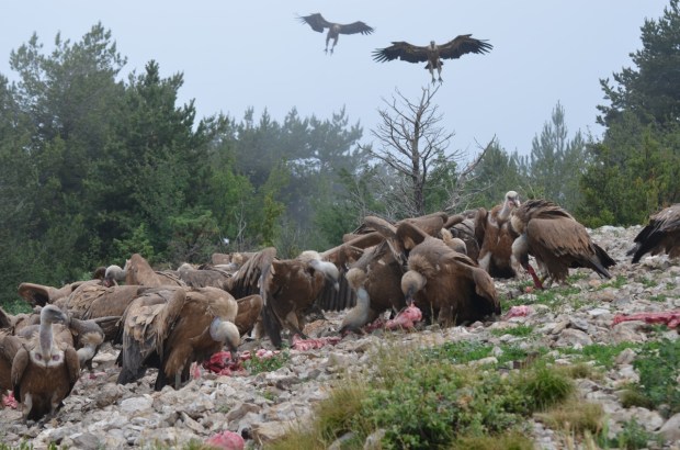 Vultures arriving
