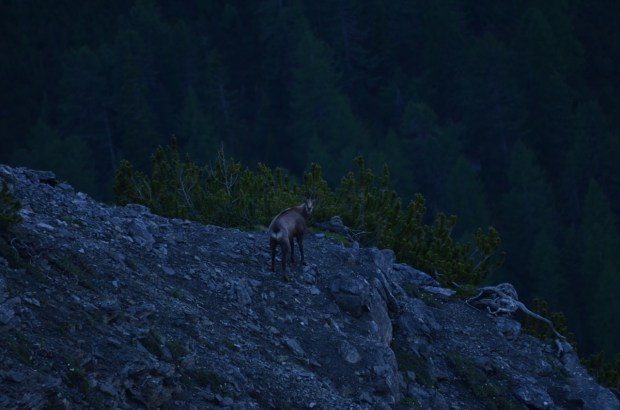 Chamois surprise