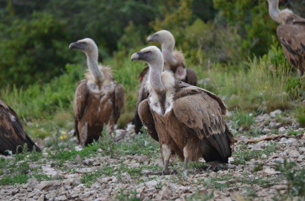 Young birds waiting in the wings