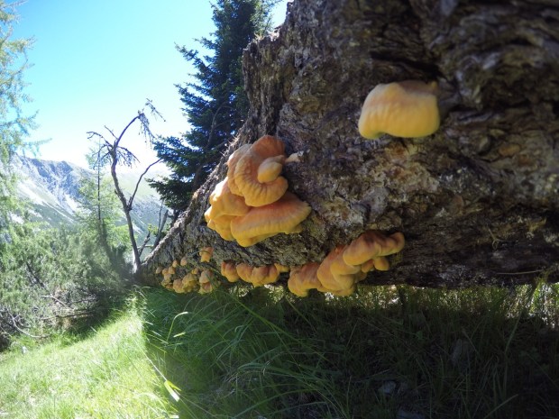 Dead tree gives life to mushrooms