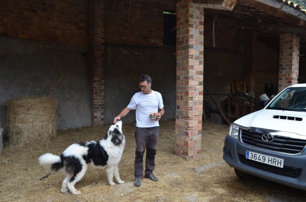 Rafael and his massive baby guard dog