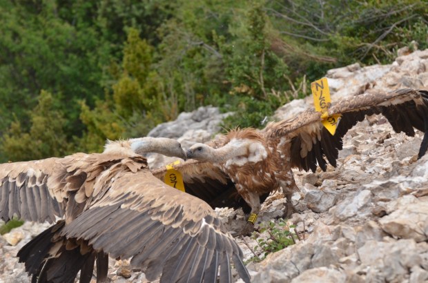 Scuffle (of course involving 97N)