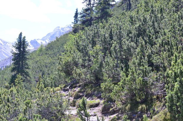 Avalanche proof pines