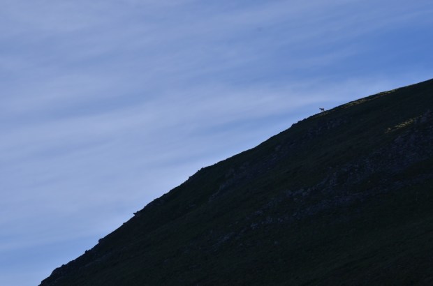 Chamois surveying the valley