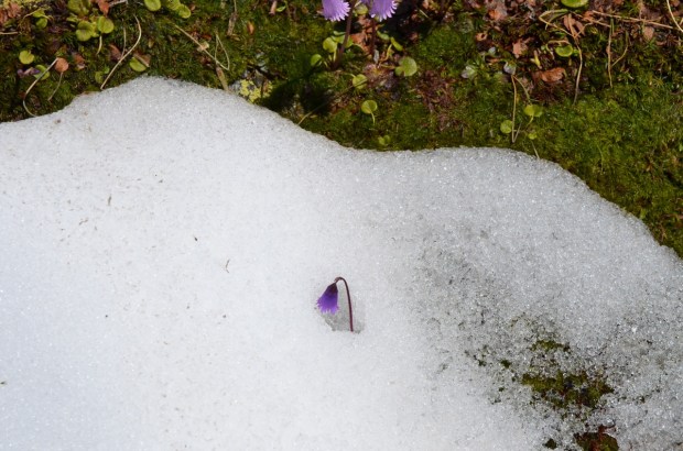 Pushing through the snow