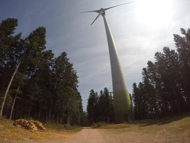 Towering above the forest