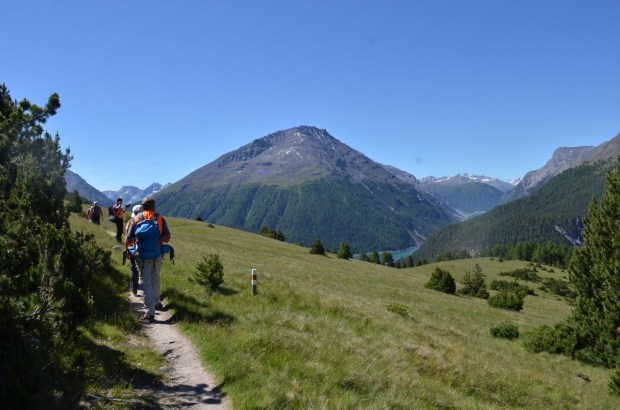 Out of the forest for lunch