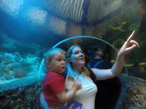 At the Sea Life centre