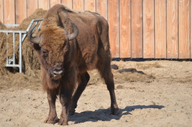 Up close and personal with the bison