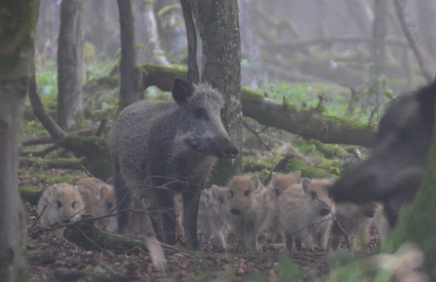 Wild boar with piglets