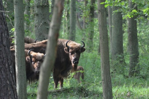 Bison hanging out in the woods