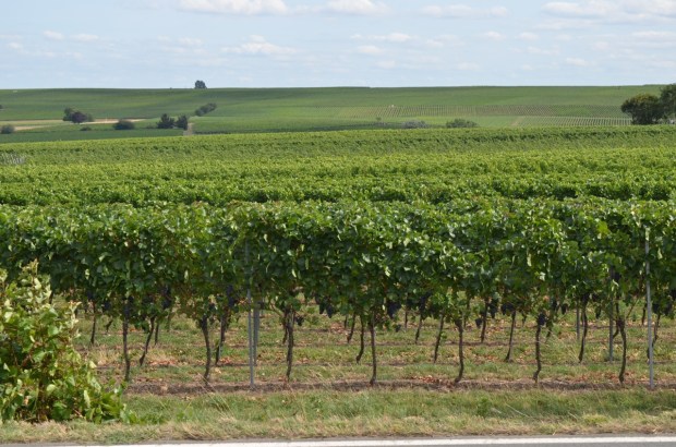 Guess we're back in wine country!