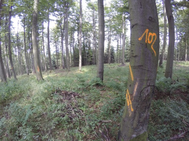 Bison damage marked for valuation