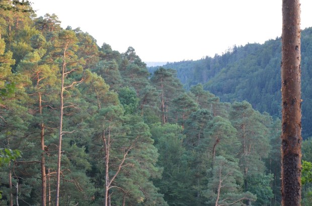 Scot's pine in the evening sun